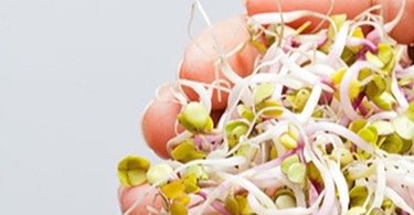 廚房妙招,生活資訊,芽菜,2豆芽菜,苜蓿芽,豆芽,豆芽菜洗法,浸泡,泡,清洗,生吃