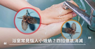 蛾蚋,小蟲,蛾蚋幼蟲,浴室 排水孔,小飛蟲,小黑蟲,廁所蟲,蚊蚋,