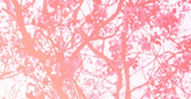 櫻花,九族,內湖